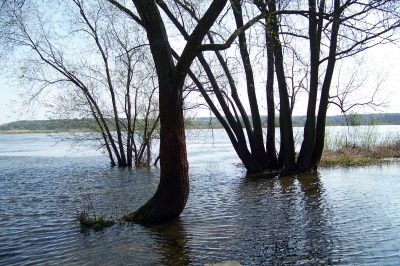 Überschwemmung an der Oder