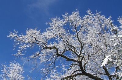Filigrane Zweige im Schnee