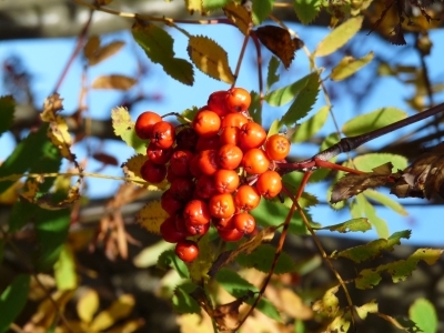 Vogelbeeren