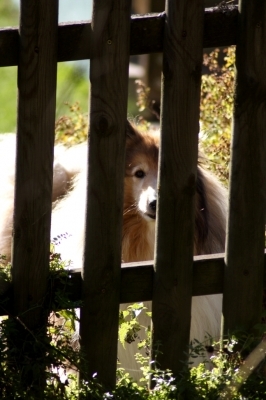 Vorsicht Hund!