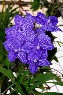 Orchidee in blau-weiss