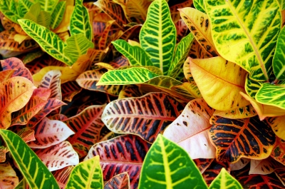 Textur grün-gelb-rote Blätter