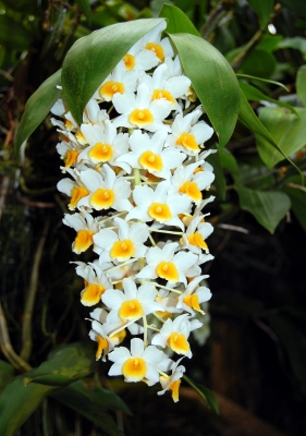 Orchidee traubenförmig
