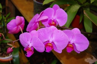 Orchidee in rosa
