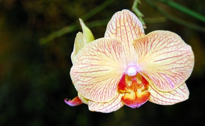 Orchidee in Pastelltönen