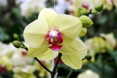 Orchidee in zartgelb
