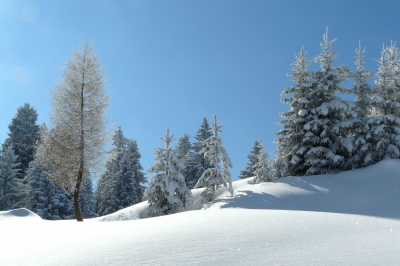 naturerlebnis winterwald