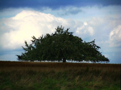 Apfelbaum