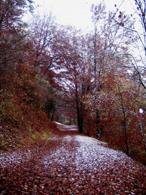 Waldweg im November