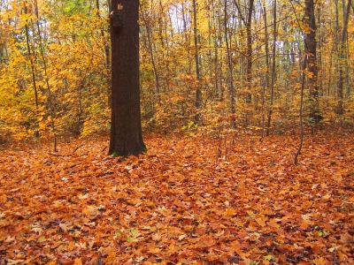 Waldboden_Herbst_2