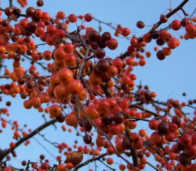 Herbstkirschen?