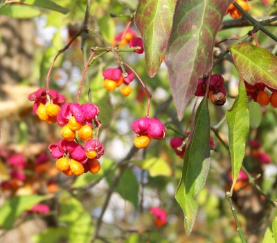 Früchte des Herbstes