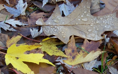 Regentropfen auf Herbstlaub