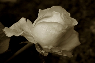 Klassisch schön_2  in Sepia