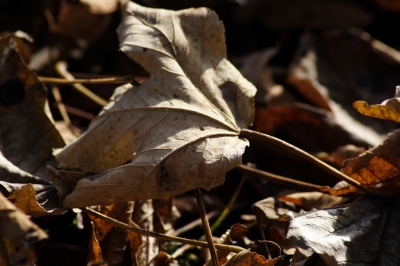 Herbstlaub 2