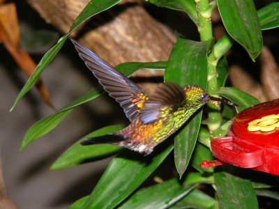 flying hummingbird