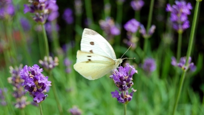 Kleiner Kohlweißling (Pieris rapae)