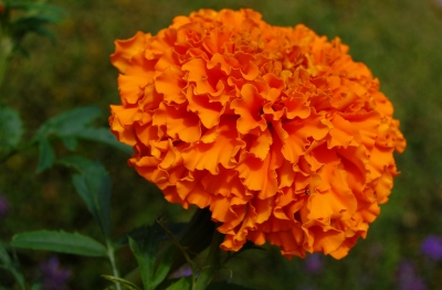 Tagetes in orange