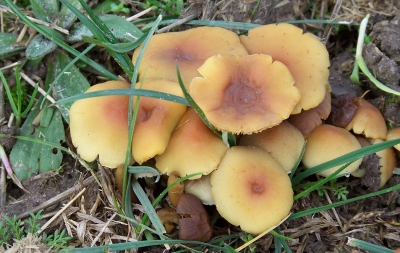 Pilze auf der Wiese