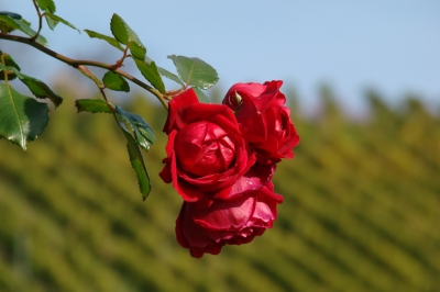 Rose im Weinberg
