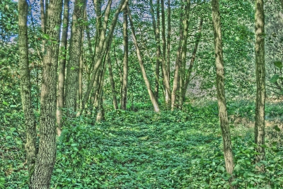 Wald leuchtet - HDR