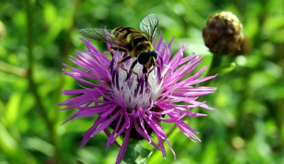 Schwebfliege auf Distelblüte