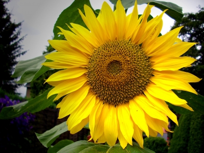 Blüte einer Sonnenblume