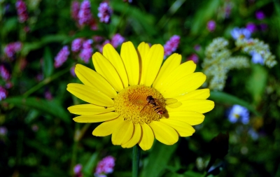 Schwebfliege auf gelber Blüte