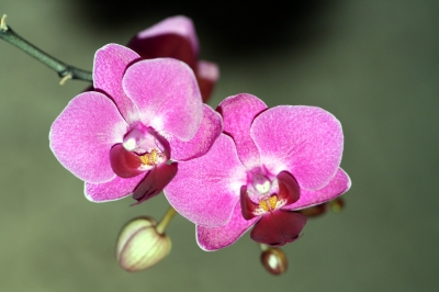 Orchidee I