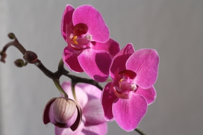 Orchidee II