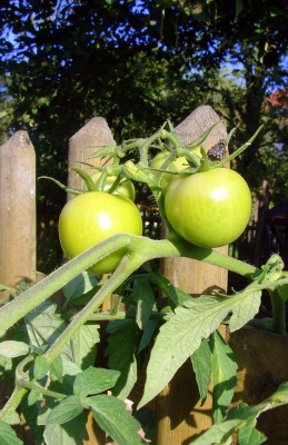 Tomaten - noch grün hinter den Ohren