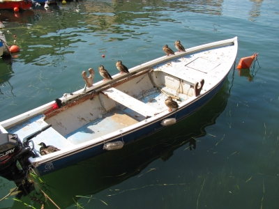 Gardasee - Lazise - belagertes Boot