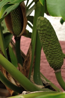Frucht des Philodendron