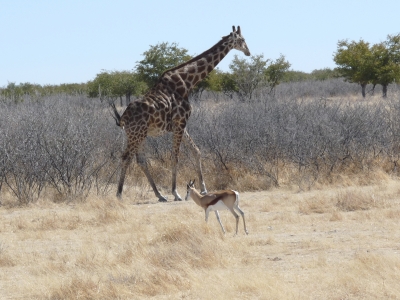 Giraffe und Springbock