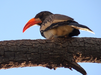 Toko-Vogel (Namibia)