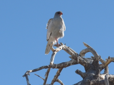 Singhabicht (Namibia)