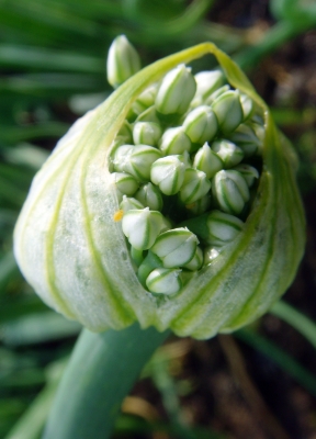 Zwiebelblüte Zwiebelblüte
