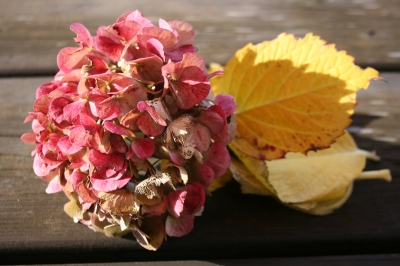 Hortensie im Herbst 2