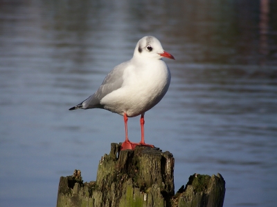 Möwe als Model