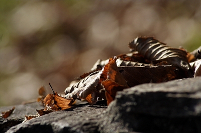 Braunes Herbstlaub