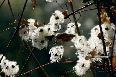 Herbstfarben 16