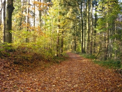 Herbstblätter