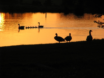 Abendstimmung am Teich