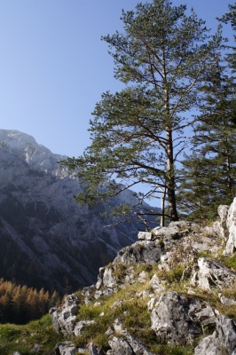 Auf kargem Fels