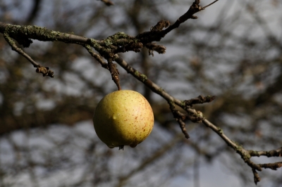 Der Apfel hängt noch am Baum