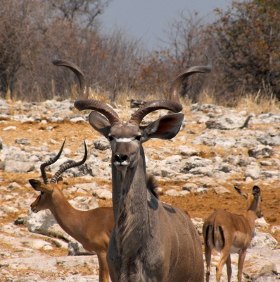 Namibia - Kudu