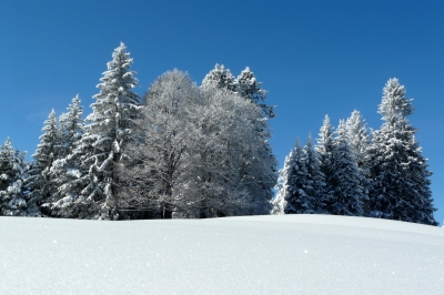 bilderbuchkulisse winterwald