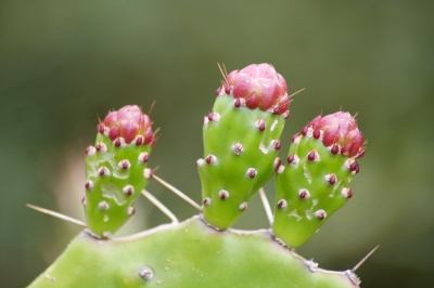 Kaktusknospen