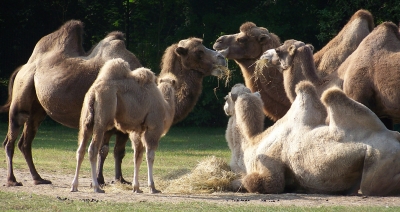 Kamelfamilie