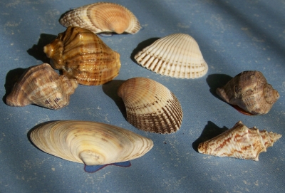 Muschelsouvenirs